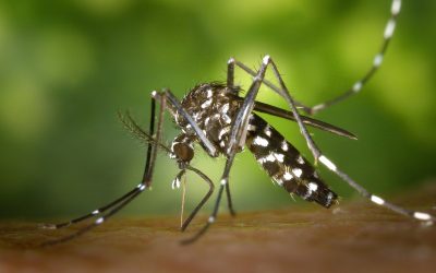 Medidas de Prevención del Mosquito Tigre
